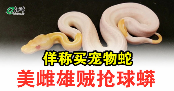 佯称买宠物蛇 美雌雄贼抢球蟒